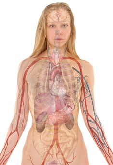 anatomy-254120__340.jpg